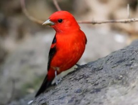 猩红tanager：人群涌向哈利法克斯，观看被飓风吹离航线的稀有鸟类